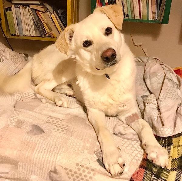 Orio nato a febbraio '22 - Adozione del Cuore Foto 3